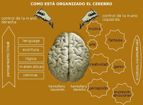 Hemisferios cerebrales